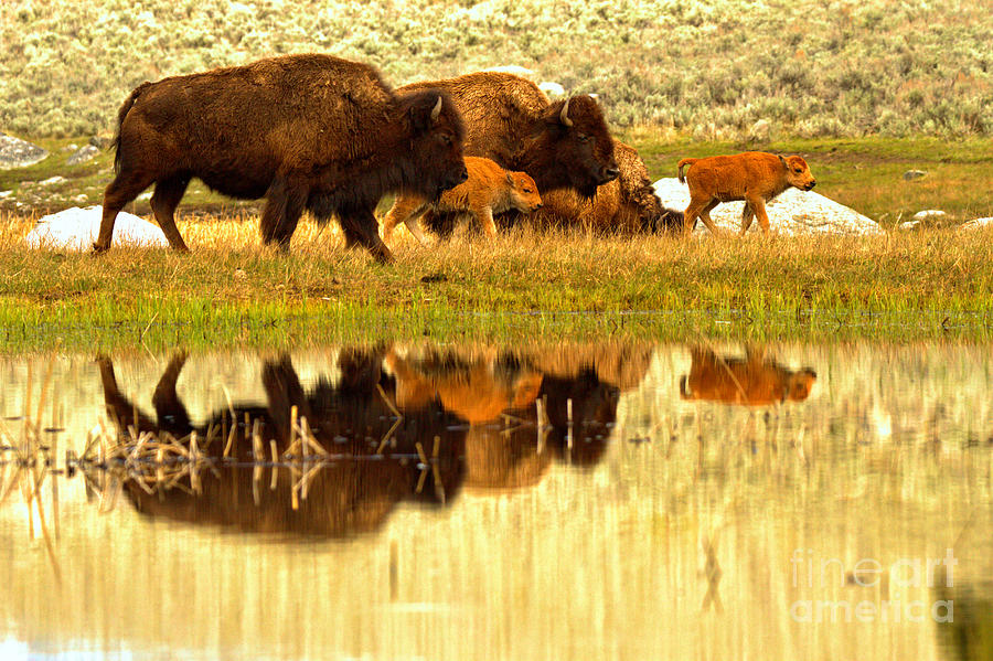 Yellowstone Spring Bison March Reflections Photograph by Adam Jewell