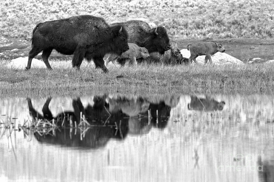 Yellowstone Spring Bison March Reflections Black And White Photograph by Adam Jewell