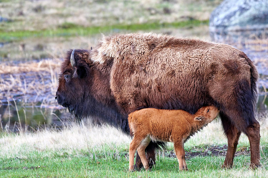 Yellowstone Spring Buffalo Photograph by Paul Freidlund