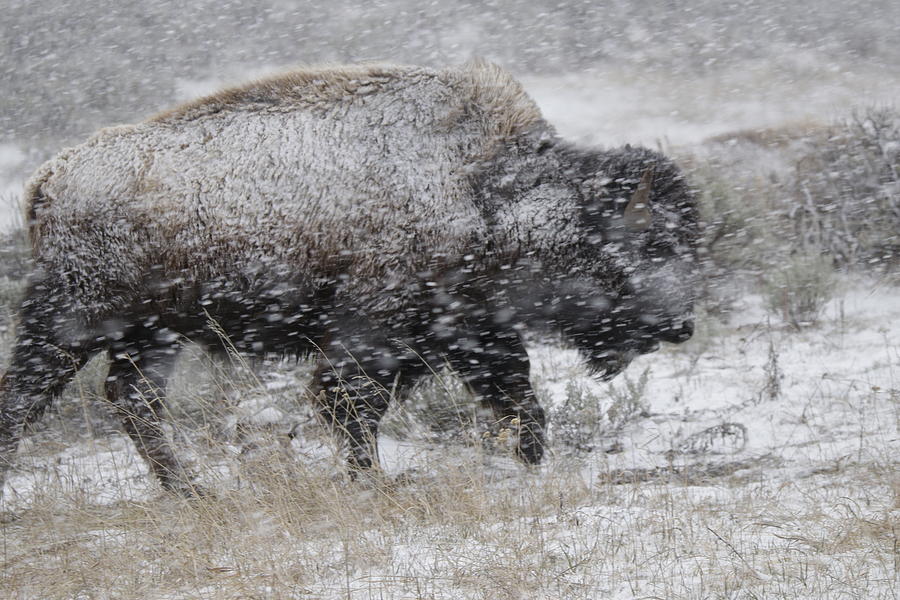 Yellowstone winter bison Photograph by C Ribet