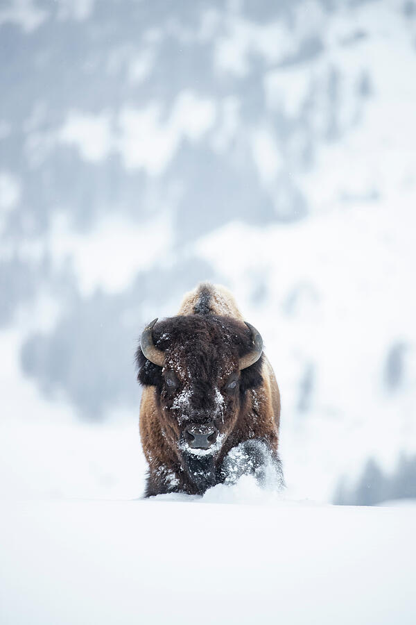Yellowstone Winter Bison Photograph by Donald M. Jones Yellowstone Winter Bison Photograph by Donald M. Jones