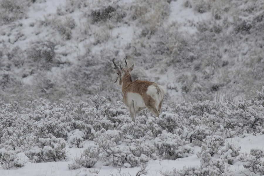 Yellowstone Winter Pronghorn Photograph by C Ribet