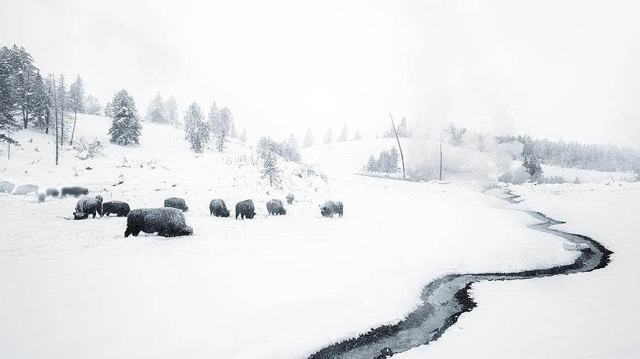 Yellowstone National Park Photograph - Yellowstone Winter Scene 3 by Siyu And Wei Photography
