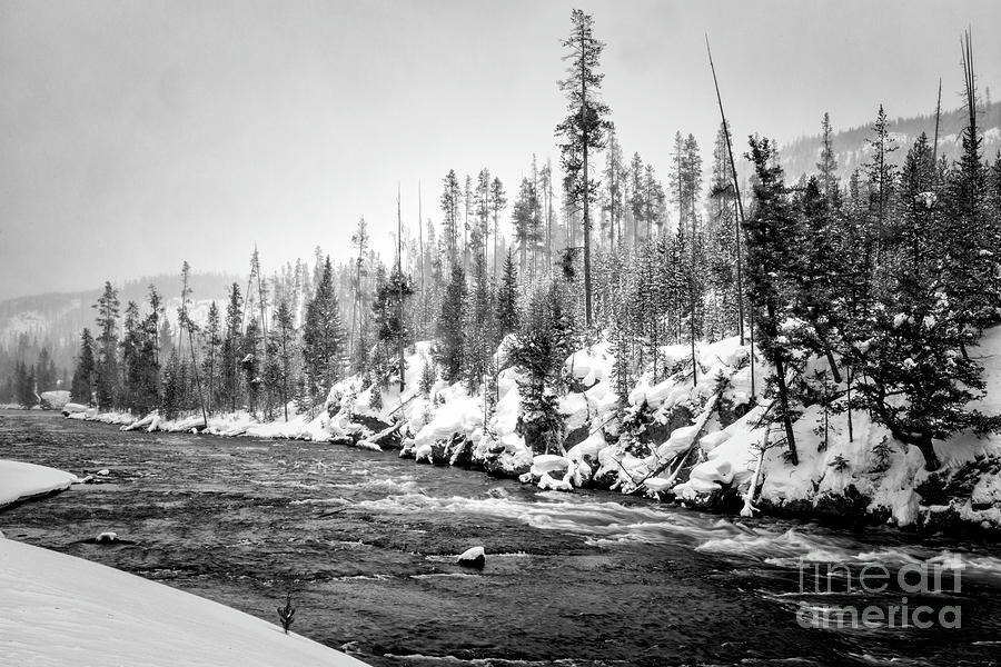 Yellowstone  Winter Scenery 2 BW Photograph by Timothy Hacker