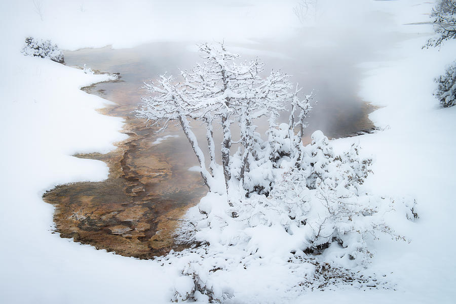 Yellowstone Winter Wonderland Photograph by Gerald Macua