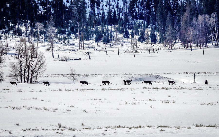 Yellowstone Wolf Pack... Photograph by David Choate - Fine Art America