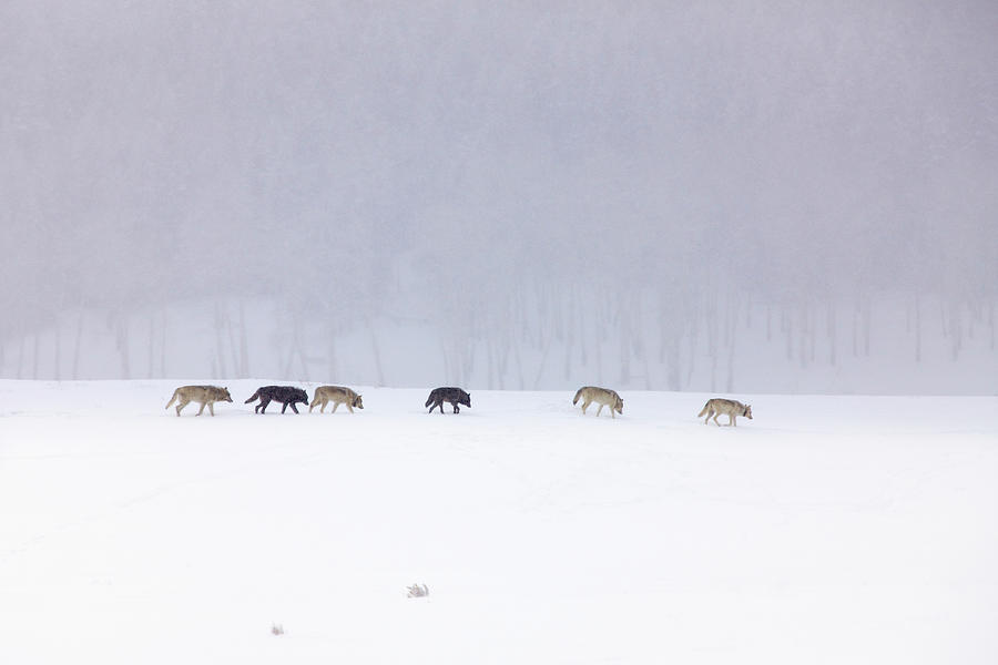 Yellowstone Wolf Pack Photograph by Rebecca R Jackrel