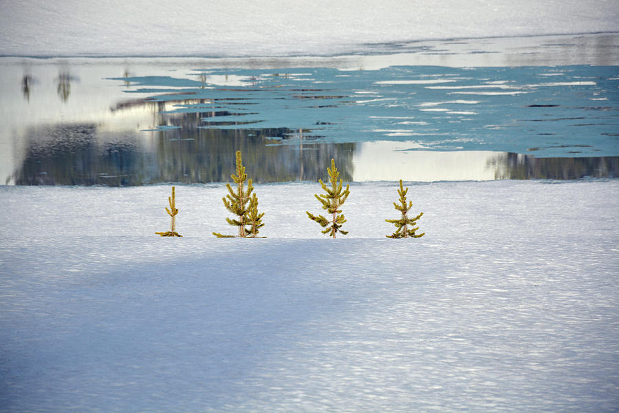 Yellowstones Divide Lake and Lodgepole Saplings Photograph by Bruce Gourley