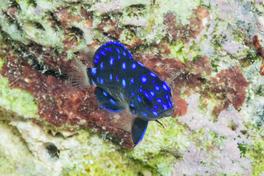 YellowTail Damselfish Juvenile 2 Photograph by Robert Wrenn - Pixels