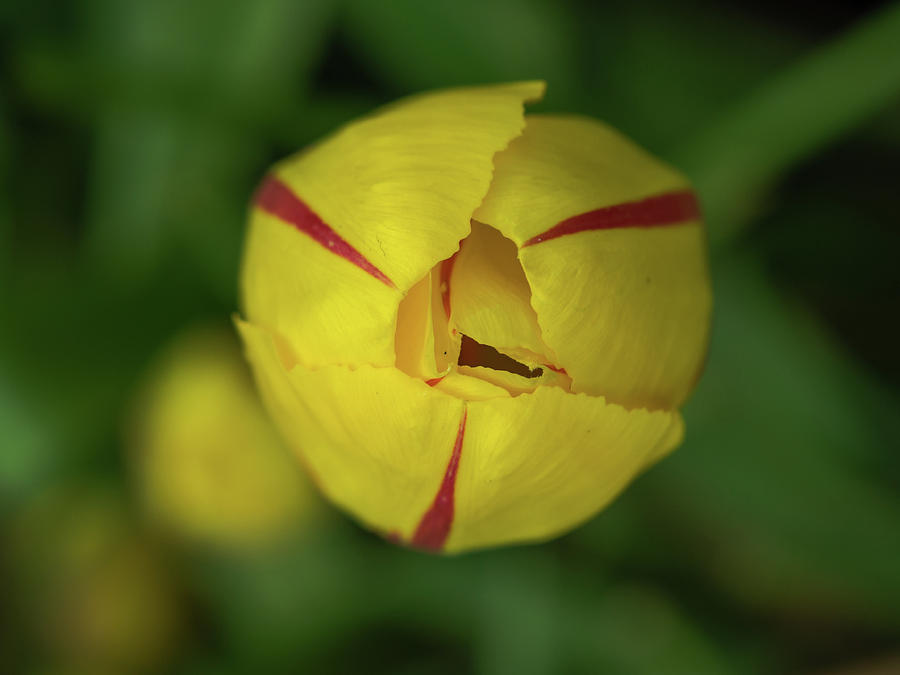 Nature Photograph - Yelow tulip with red flames by Tosca Weijers