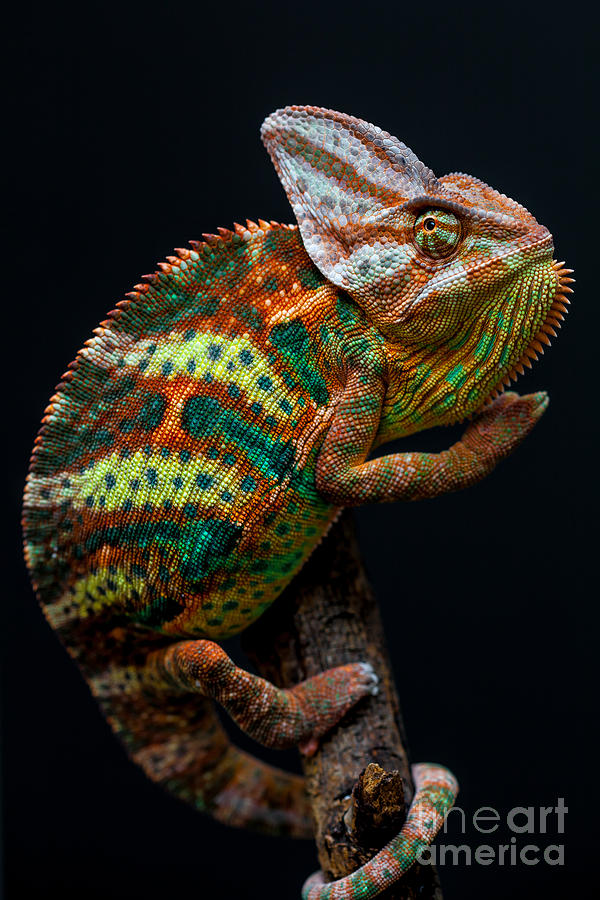 Yemen Chameleon Photograph by Arturasker - Fine Art America