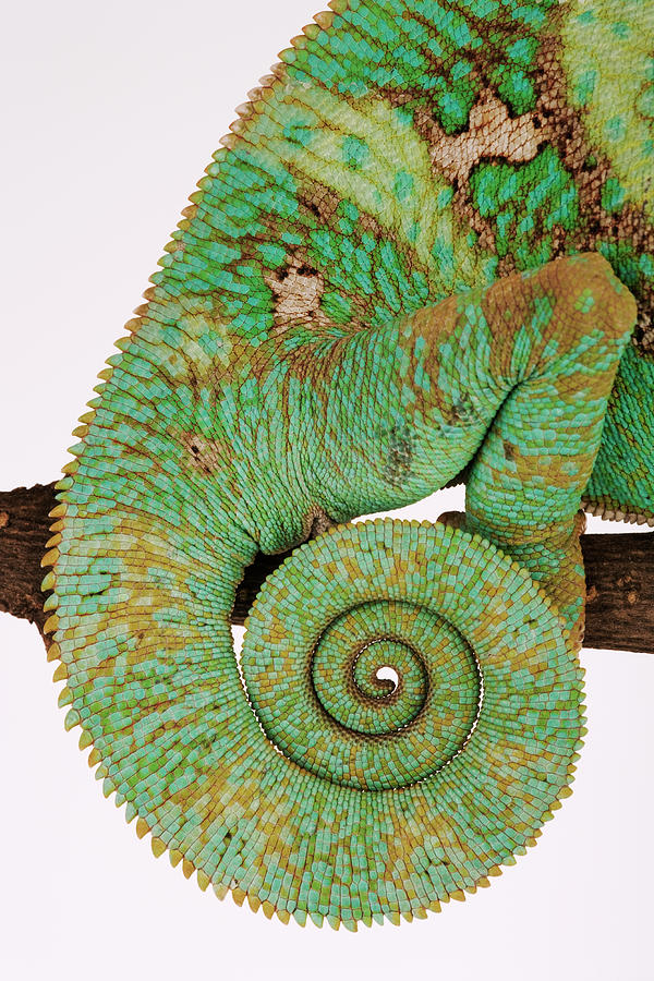 Yemen Chameleon, Close-up Of Coiled Tail Photograph by Martin Harvey