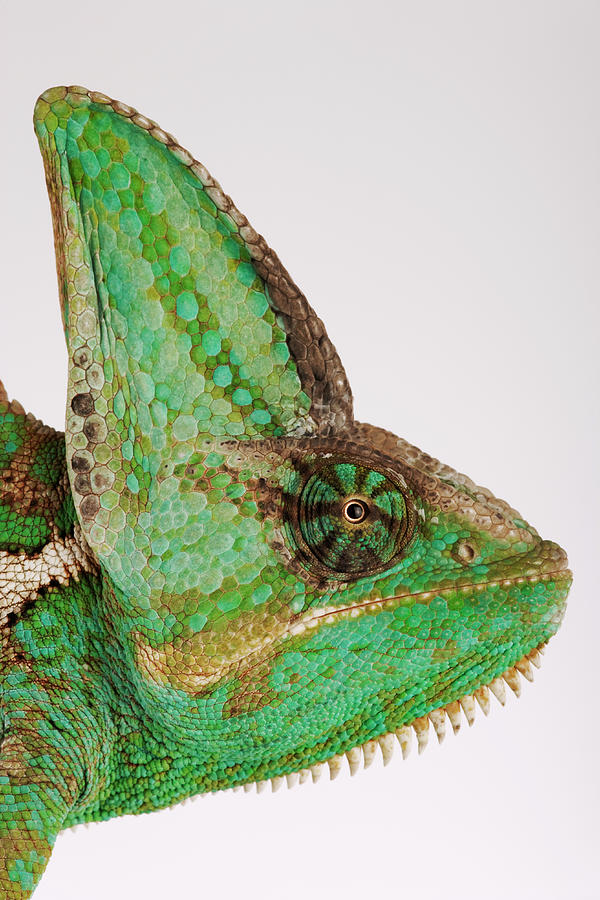 Yemen Chameleon, Close-up Of Head, Side Photograph by Martin Harvey