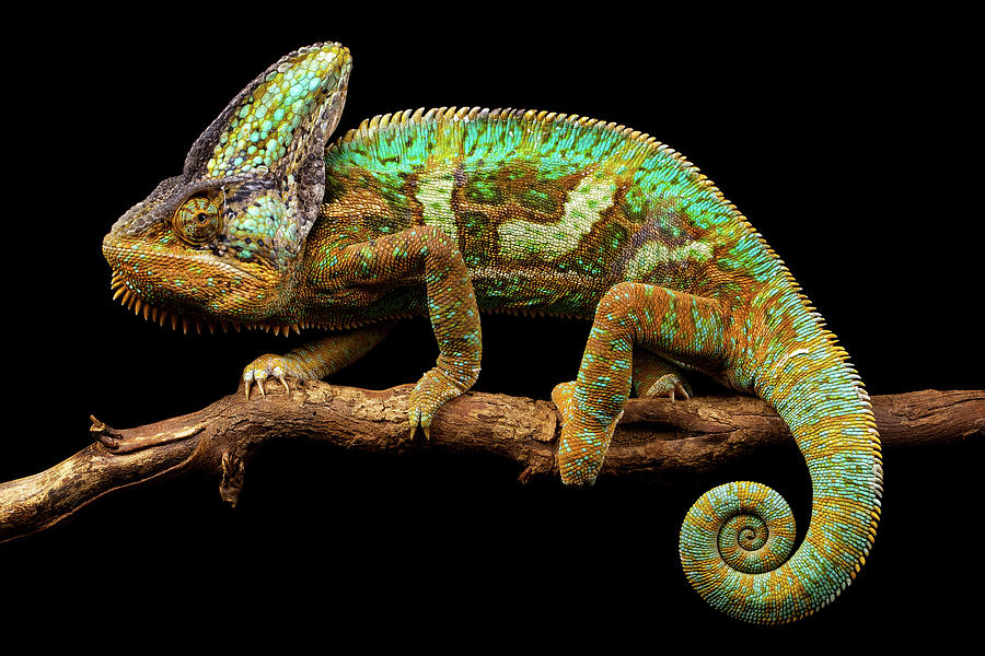 Yemen Chameleon Photograph by Markbridger