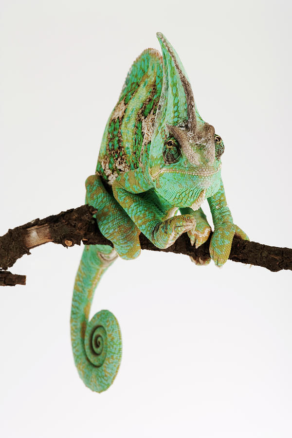 Yemen Chameleon Sitting On Branch Photograph by Martin Harvey