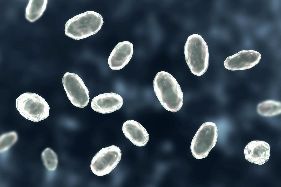 Yersinia Enterocolitica Bacteria Photograph by Kateryna Kon