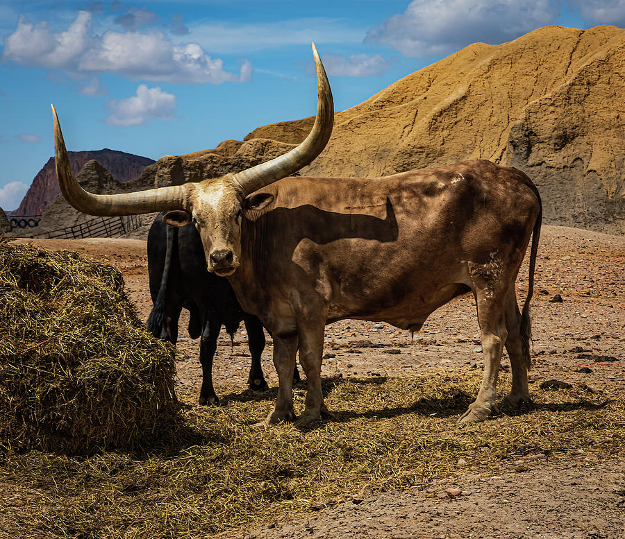 Yes, My Horns are Magnificent Photograph by Joy Ann Taylor - Fine Art ...