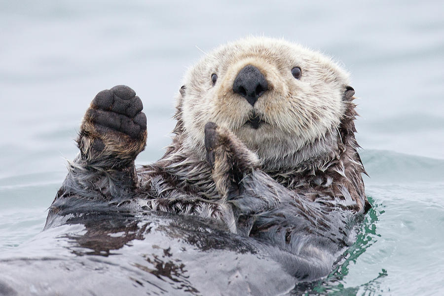 Wildlife Photograph - Yesterday I Caught A Fish Thiiis Big! - Otter. Alaska by Roman Golubenko
