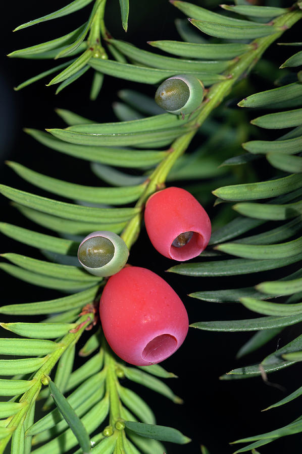 Yew Berries, Both Mature And Immature. Hampton Court Photograph by Linda Pitkin / Naturepl.com Yew Berries, Both Mature And Immature. Hampton Court Photograph by Linda Pitkin / Naturepl.com