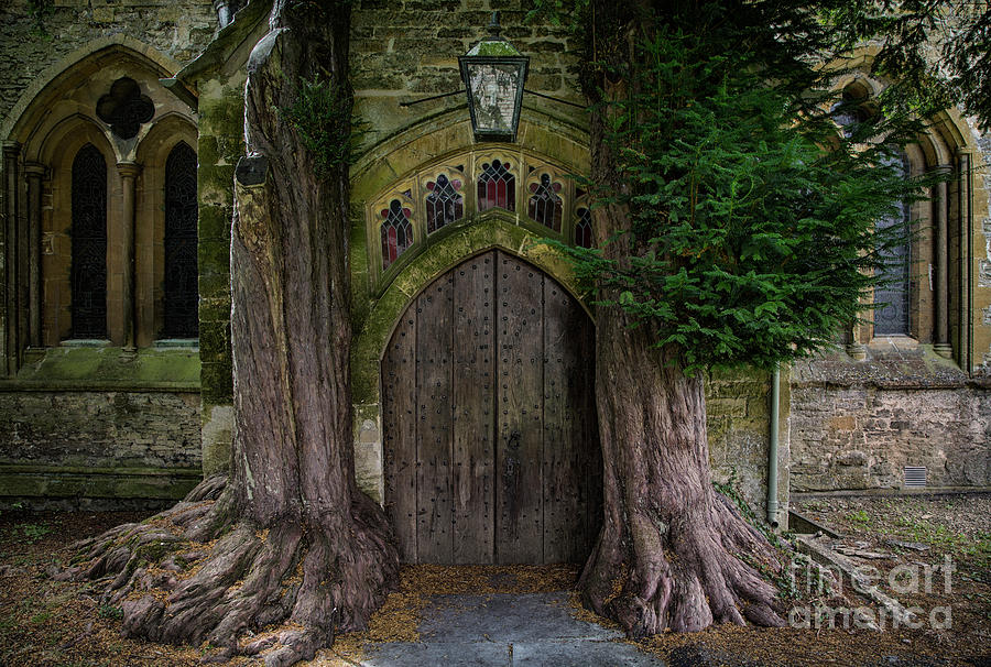 Yew Trees Photograph by Brian Jannsen