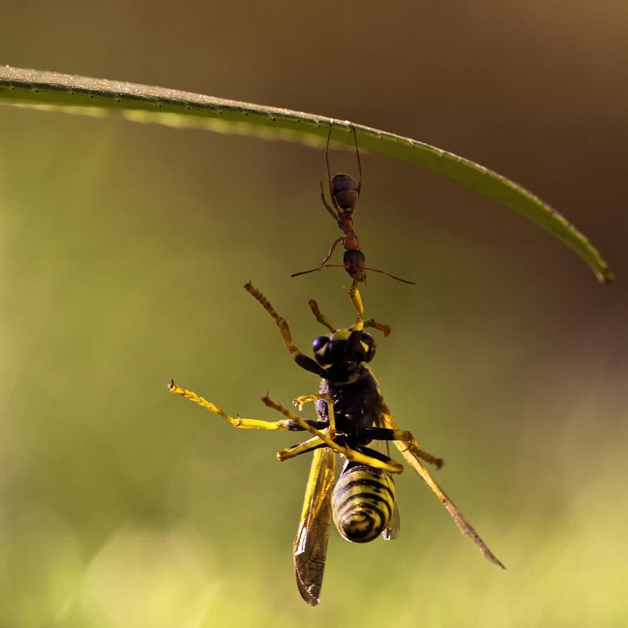 Ant Photograph - Yippee Ki-yay Motherf..... :) by Fabien Bravin