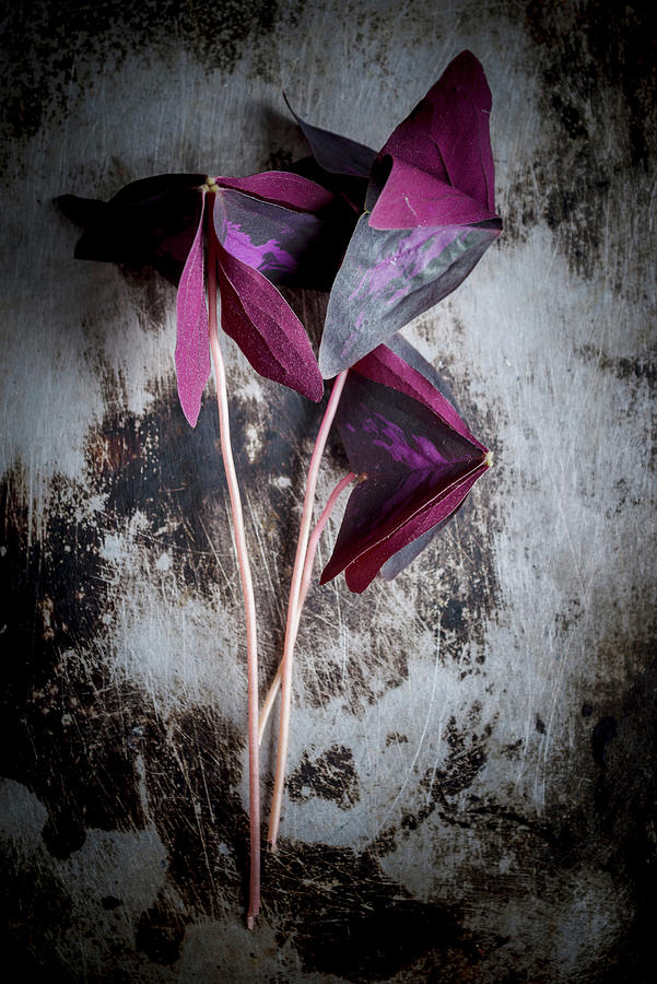 Yka Leaves edible Violet Leaves, South America On A Metal Background Photograph by Nitin Kapoor