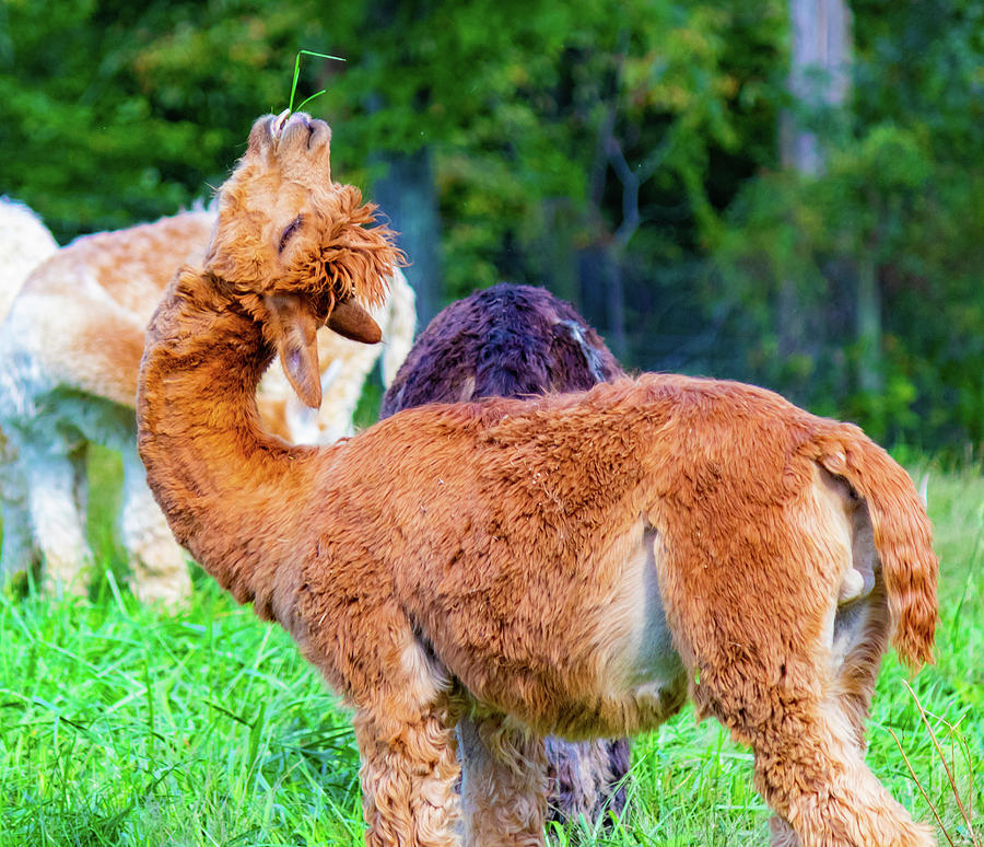 Bend Photograph - Yoga Alpaca by Jonny D