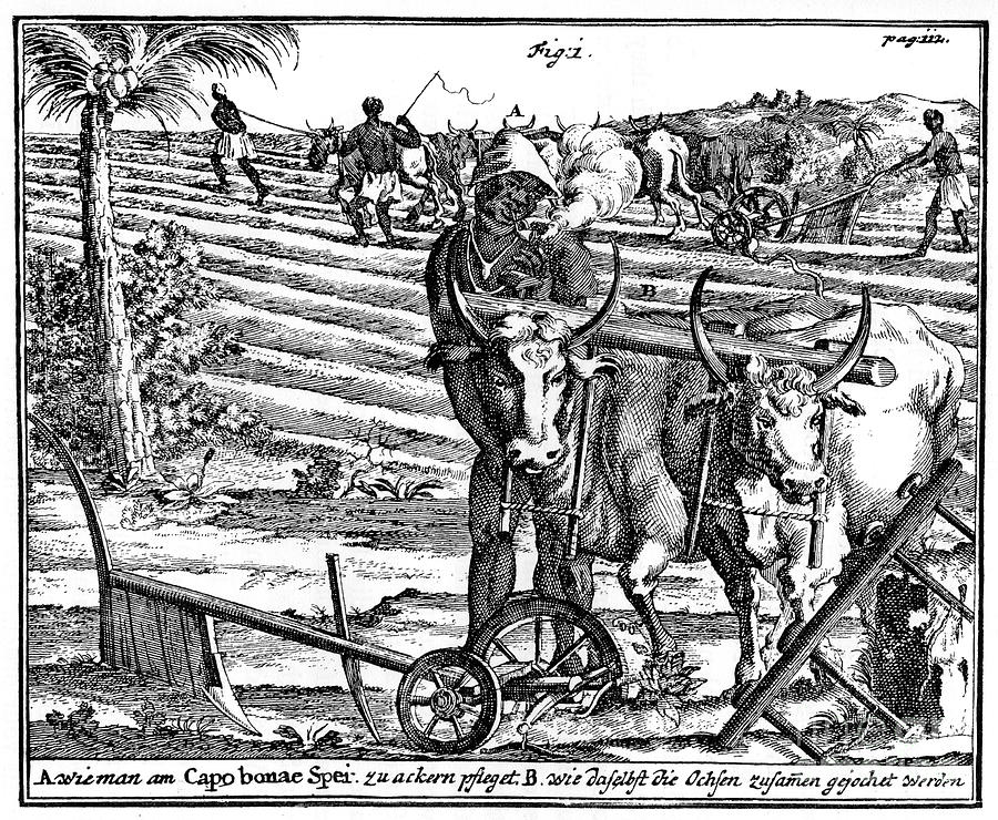 Yoking Oxen And Ploughing Fields, South Drawing by Print Collector