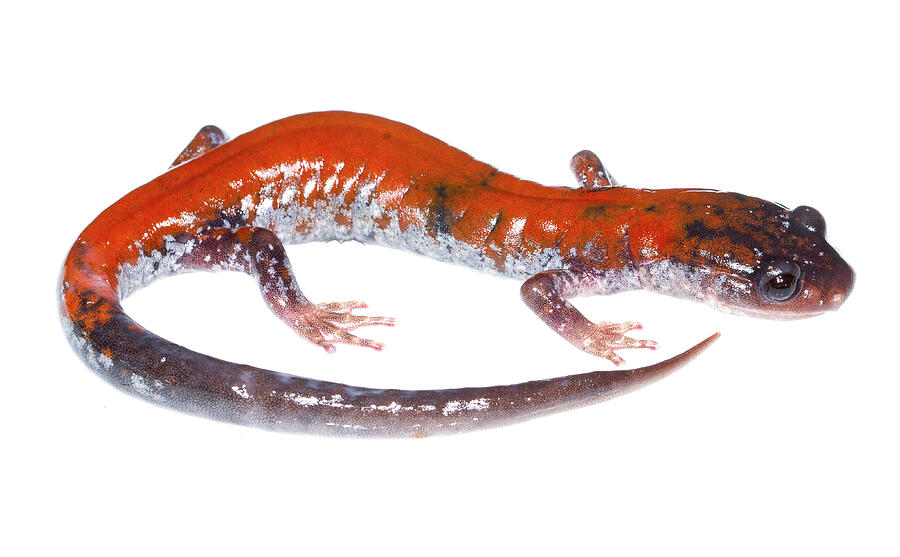 Yonahlossee Salamander Mount. Rogers National Recreation Photograph by ...