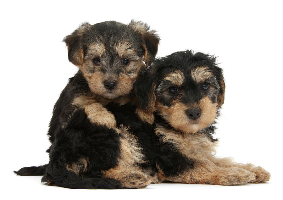 Yorkipoo Pups, 7 Weeks Old Photograph by Mark Taylor