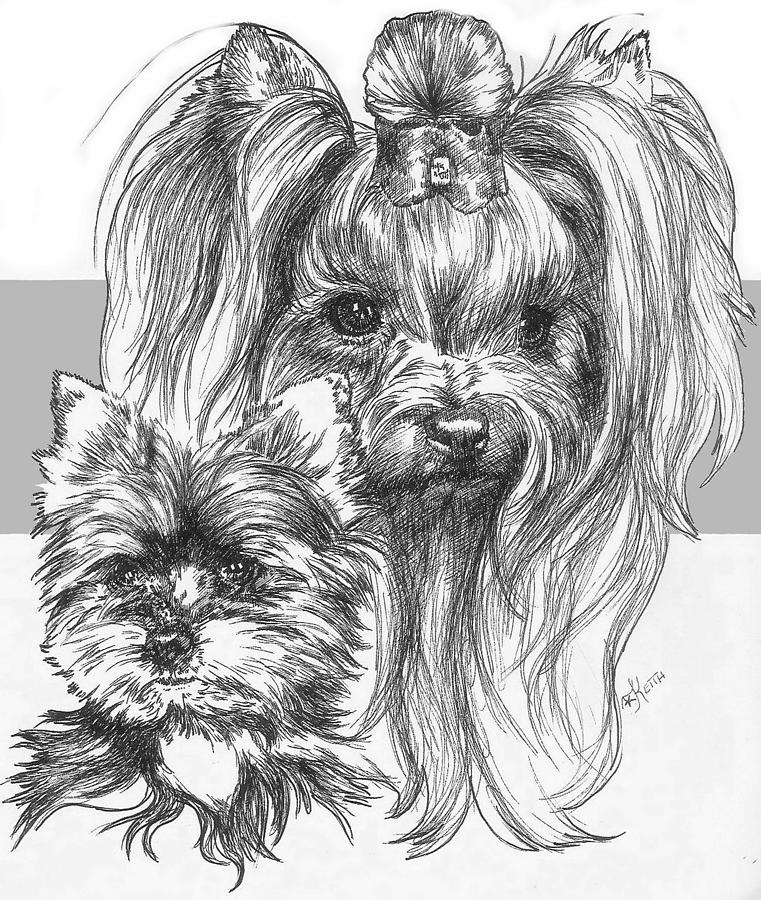 Yorkshire Terrier and Pup Drawing by Barbara Keith