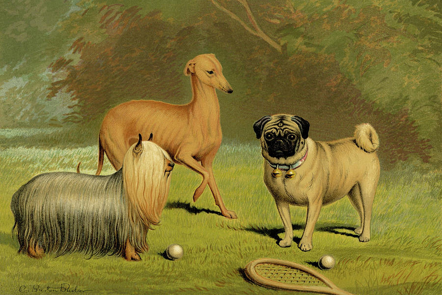 Dog Painting - Yorkshire Terrier, Italian Greyhound & Pug by Vero Shaw