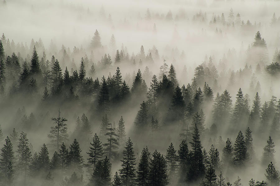 Yosemite Conifers In The Mist Photograph by Jeff Foott