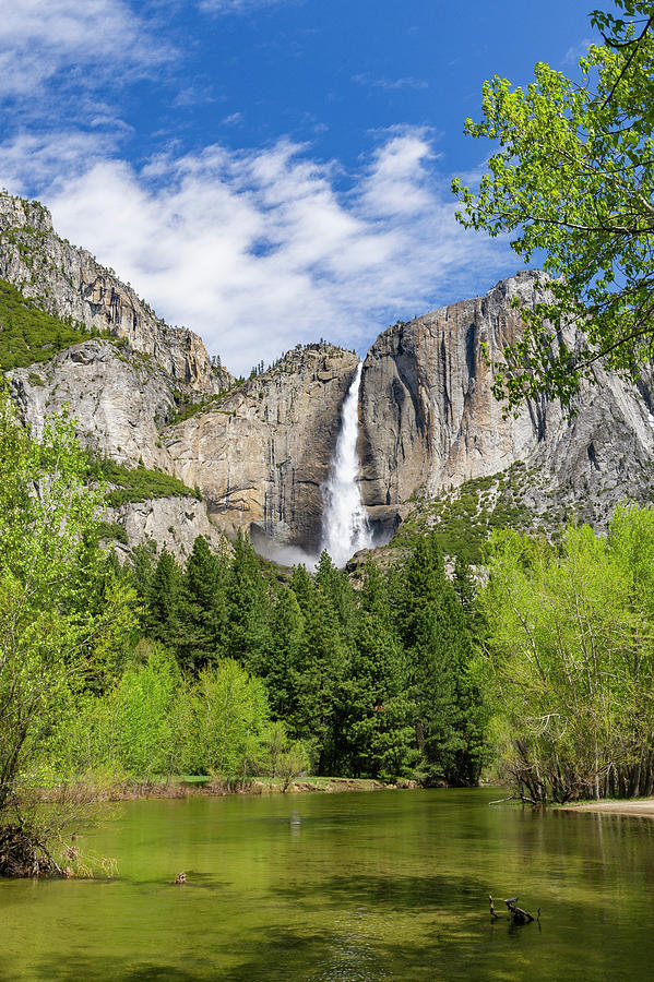 Yosemite Falls And Merced River Photograph by Jeff Foott