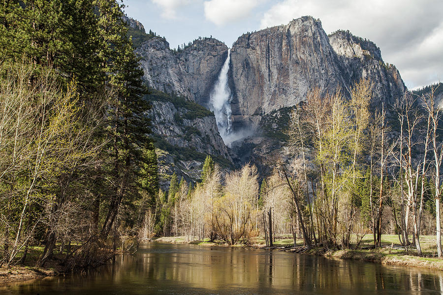 Yosemite Falls Photograph by Barbara Friedman