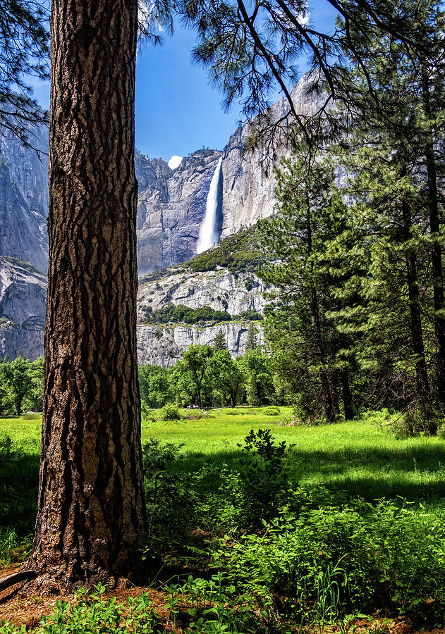 Yosemite Falls through the Woods by Carolyn Derstine Yosemite Falls through the Woods by Carolyn Derstine
