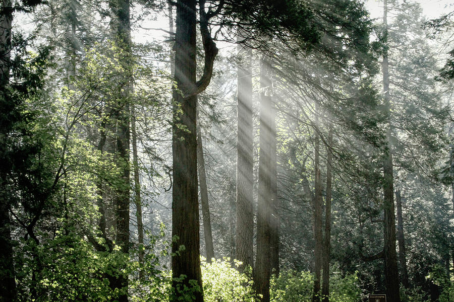 Yosemite Photograph - Yosemite Forest Light by Donna Kennedy Yosemite Photograph - Yosemite Forest Light by Donna Kennedy