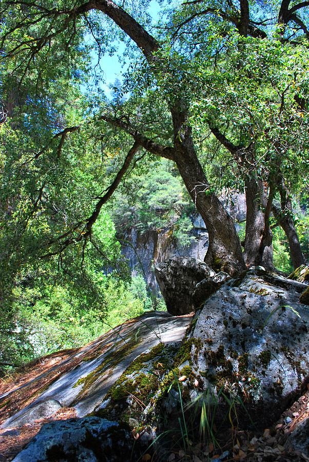 Yosemite National Park Photograph - Yosemite Moss Tree Vertical by Matt Quest