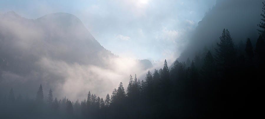 Yosemite Mystic Forest In Morning With Photograph by Sieboldianus