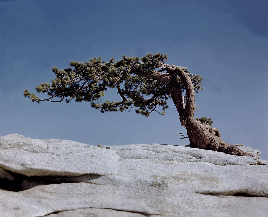 Yosemite National Forest Photograph by Robert Natkin