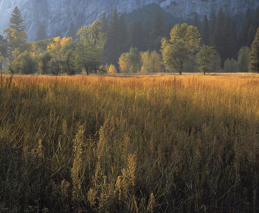 Yosemite National Park Photograph by Design Pics/natural Selection John Bracchi