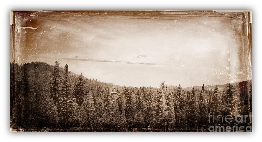 Yosemite National Park Forest of Trees Collection A Vintage Look Photograph by John Shiron