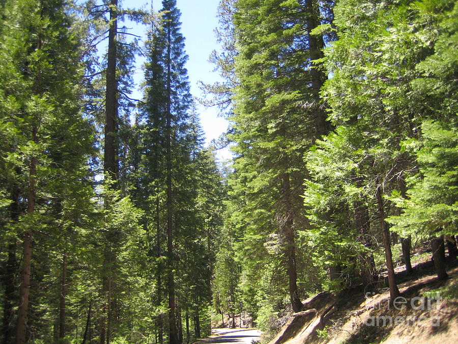 Yosemite National Park Looking at Row After Row of Beautiful Trees Along the Road Photograph by John Shiron