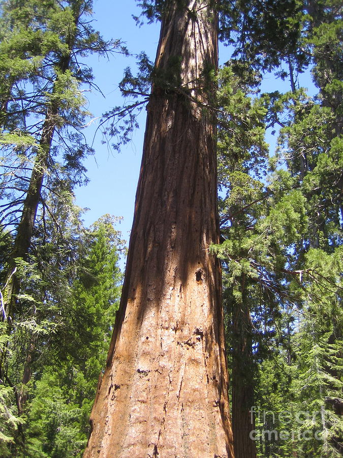 Yosemite National Park Mariposa Grove Giant Ancient Tree Photograph by John Shiron