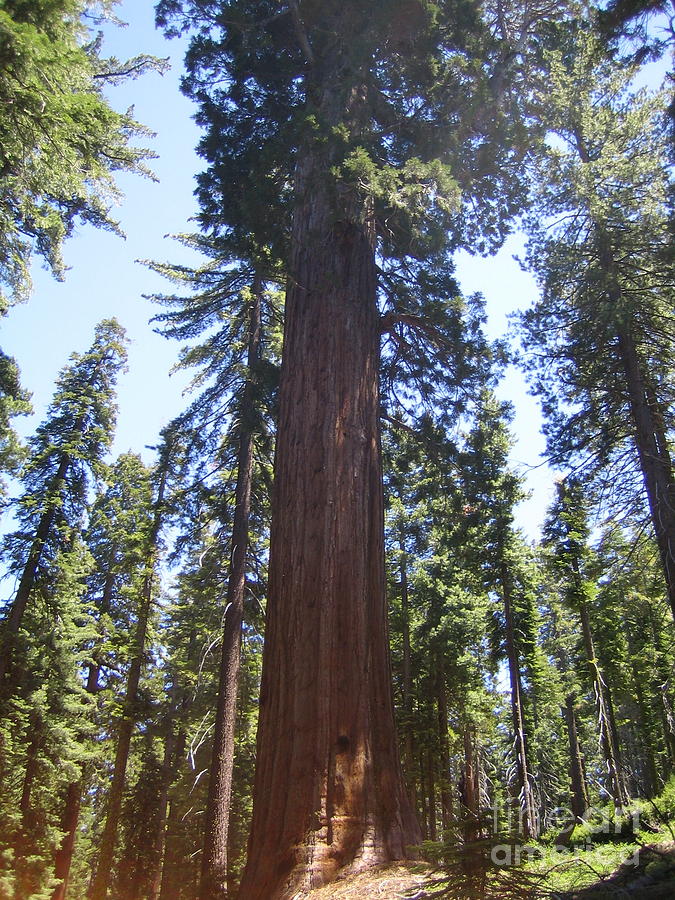 Yosemite National Park Mariposa Grove Giant Ancient Trees View Photograph by John Shiron