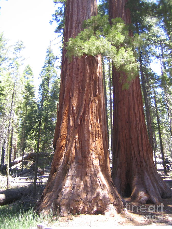 Yosemite National Park Mariposa Grove Twin Giant Ancient Trees Photograph by John Shiron