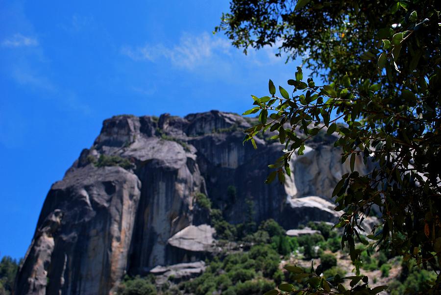 Yosemite National Park Photograph - Yosemite Rock Formation Through Trees 2 by Matt Quest