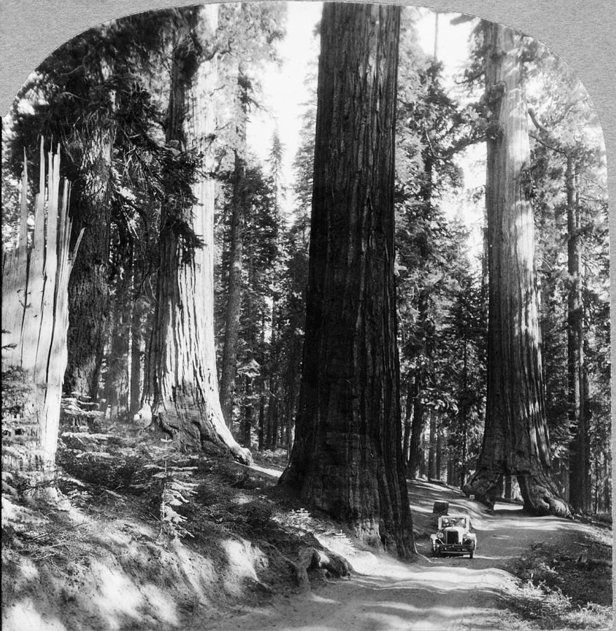 Yosemite Sequoia Grove Photograph by Granger