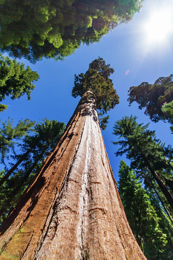 Yosemite Sequoia Photograph by Stefan Mazzola