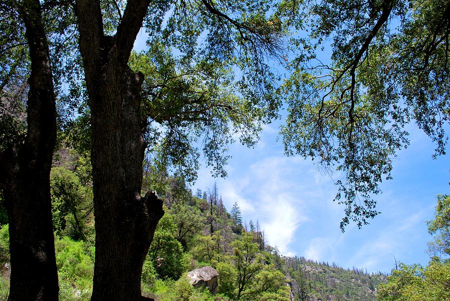 Yosemite National Park Photograph - Yosemite Sky View Through Trees by Matt Quest